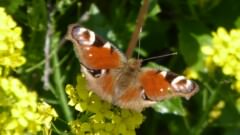 A Peacock butterfly. One of several varieties seen but the only one that kept still long enough to snap.
