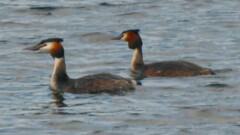 Pair of grebe taken at high zoom .